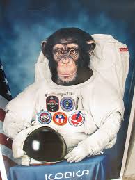 Image result for chimpanzee in space